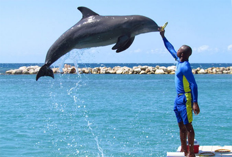 Dolphin Cove Ocho Rios Jamaica 